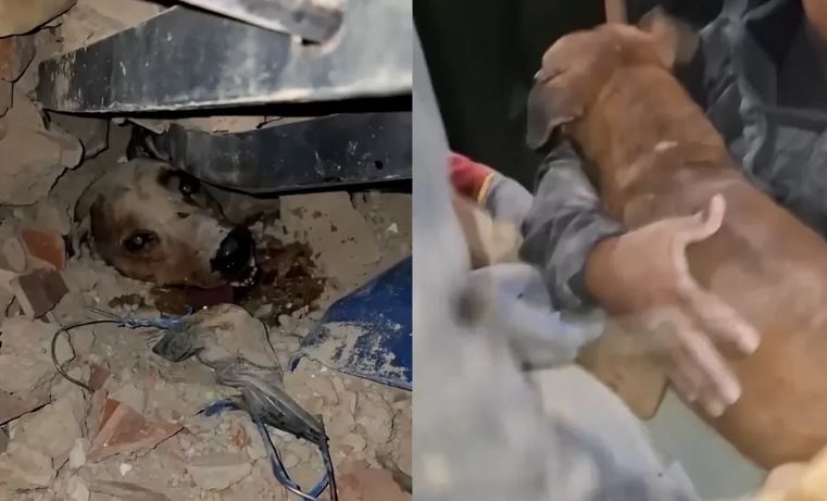 Firefighters Extract Helpless Dog From Massive Rubble After Magnitude Seven Earthquakes Strike Venezuela