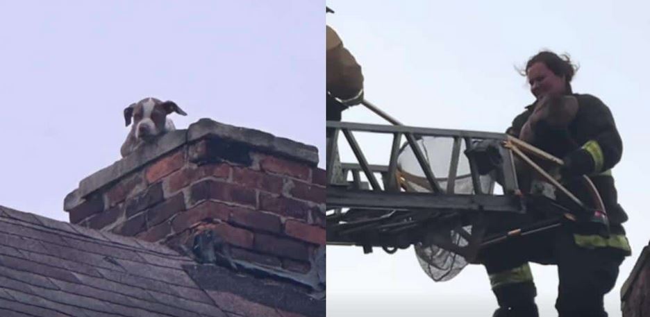 A Neighbor Heard Something Strange, Then Found a Puppy Stuck at the Top of a Chimney