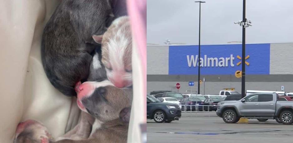 Six Blind Newborn Puppies Stuffed Inside A Pink Camping Bag And Discarded In A Kansas Walmart Parking Lot