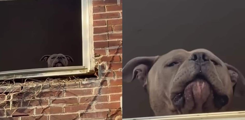 An Abandoned Sixty-Pound Pit Bull Left Terminally Marooned Inside A Pitch-Black St. Louis Basement