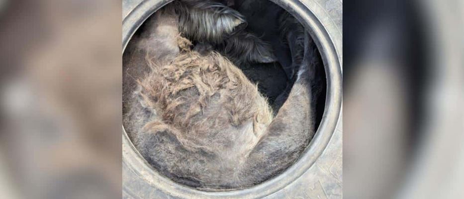An Inquisitive British Pony Triggers A High-Stakes Extraction After Wedging Into A Massive Tractor Tire