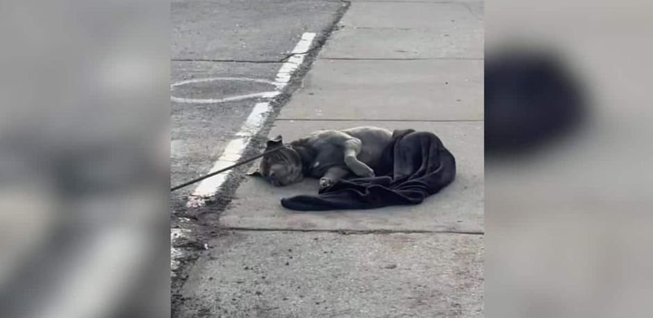 A Battered Detroit Stray Left Tangled To A Rock On A Cold Sidewalk Near Total Structural Collapse