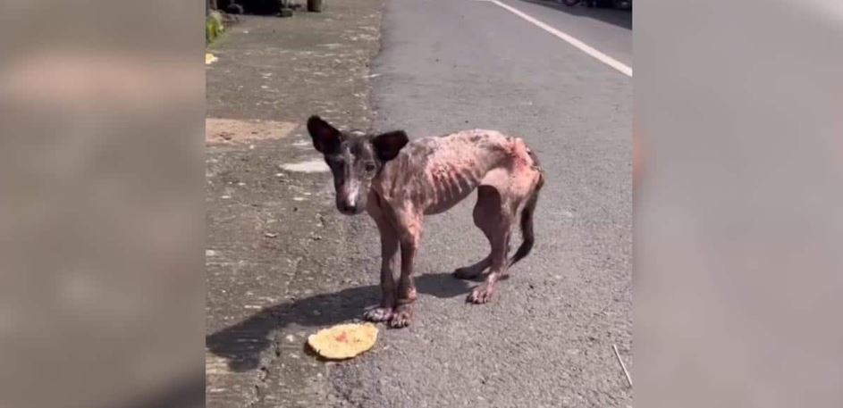 A Malnourished Local Market Castaway Defies A Cruel Near-Death Hit-And-Run Collision Corridor
