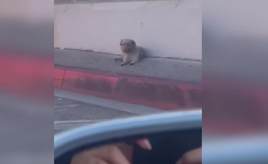 A Scruffy Little Ghost Plagued By Mats Evades A Los Angeles Search Grid For Two Weeks