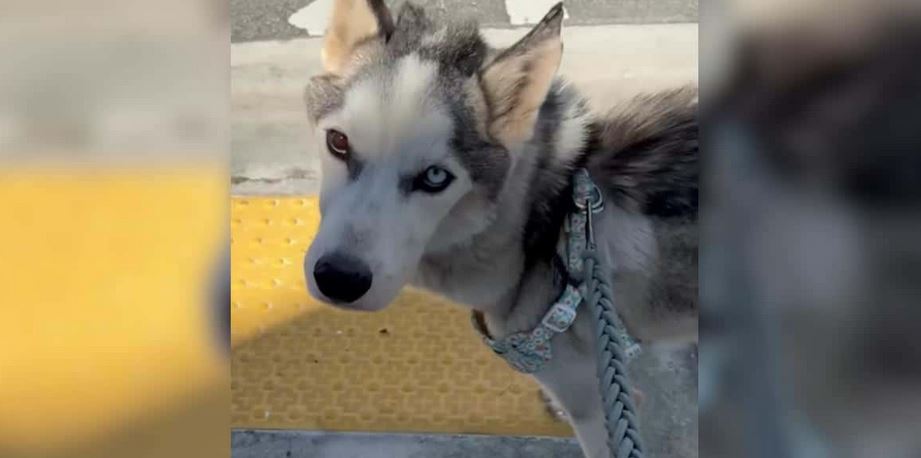 A Emaciated Nineteen Pound Husky Diagnosed With A Rare Lethal Fungus Defies Euthanasia Covenants