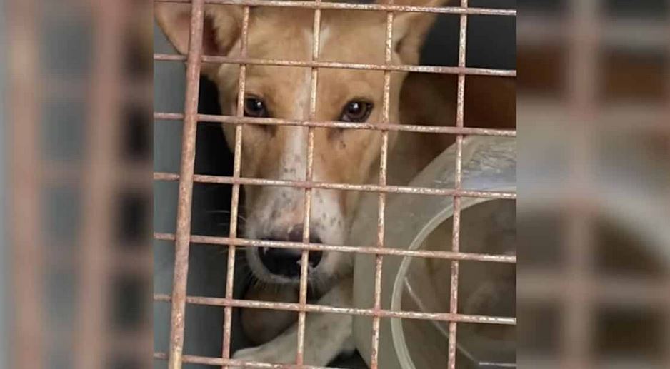 A Nursing Mama Dog Survives Four Agonizing Days With Her Head Trapped Inside A Plastic Bucket
