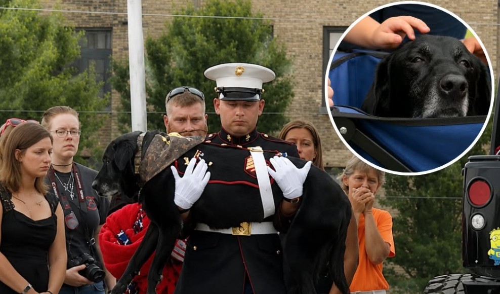 Hundreds Gather to Honor a Terminally Ill Marine Hero Dog Wearing Custom Dress Blues