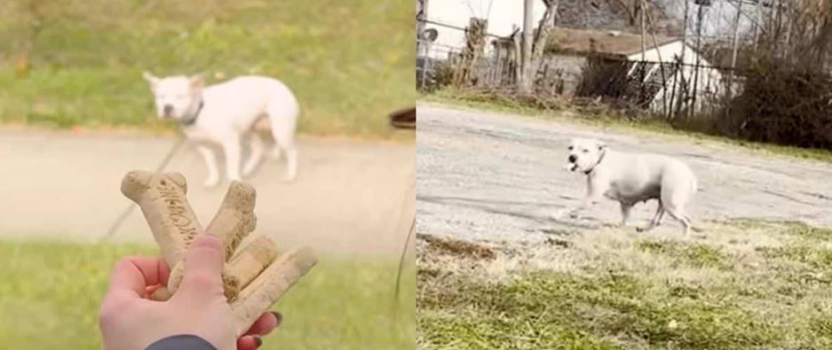A Rescued Pit Bull Pivots Minutes After Extraction To Save A Terrified Stray Frozen In Traffic