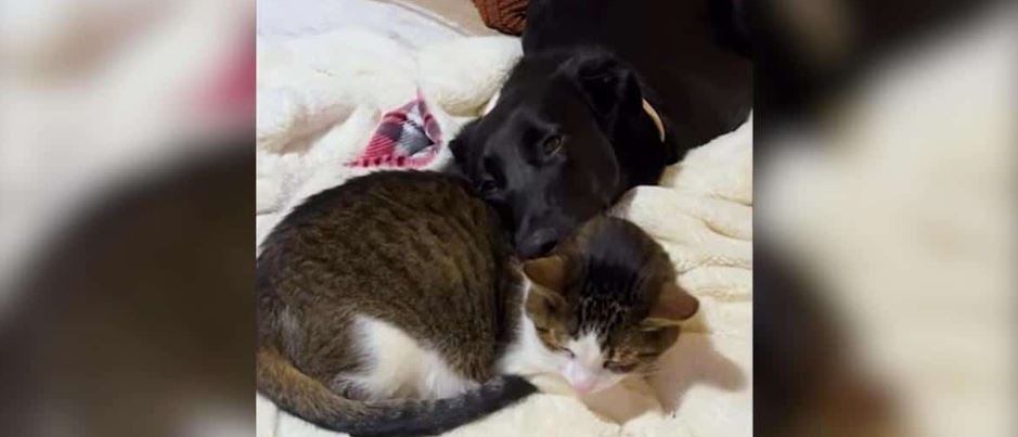 An Obsessive Feline Medic Deploys An Unyielding Healing Covenant Over A Vulnerable Foster Dog