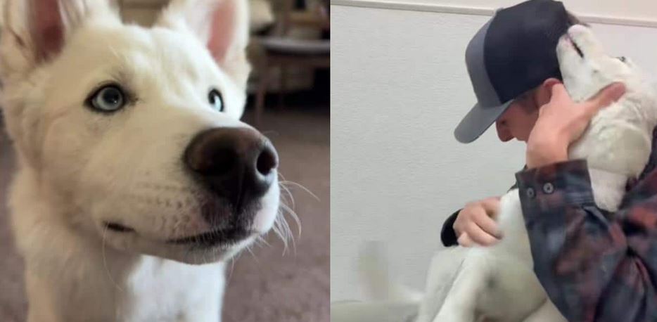 A Wandering Phoenix Siberian Husky Sits On A Stray Hold While His Heroic Rescuer Secretly Pines