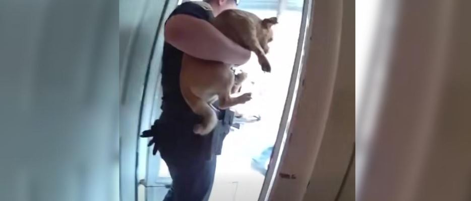 A Raging Cape Cod House Fire Traps An Innocent Puppy Inside A Suffocating Smoke Corridor