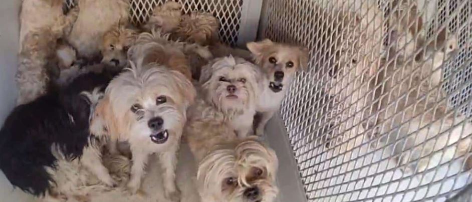 Over One Hundred Frightened Dogs Liberated Following A Dense Multi-Month Nevada Welfare Investigation