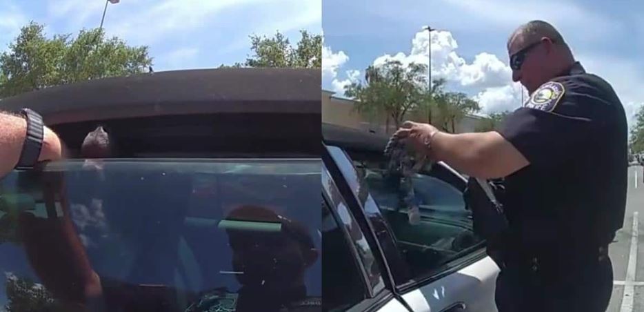 A Trapped Black Puppy Pans For Air Inside A Searing Greenhouse Car In The Florida Sun