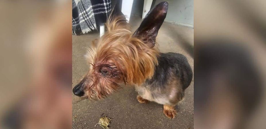 An Elderly Yorkie Rescued From A Backyard Breeder Unmasks The Horrific Biological Toll Of Online Puppy Mills