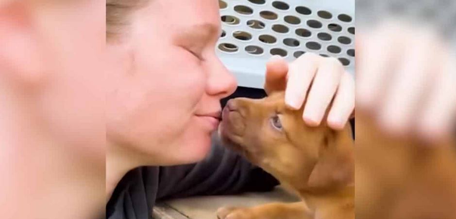 A Terrified Pregnant Stray Hiding Deep In The Wilderness Sparks An Urgent Multi-Day Tracking Rescue