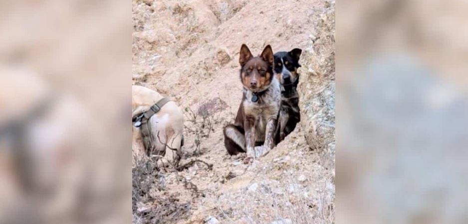 Three Lost Domestic Orphans Extracted From A Treacherous California Canyon Matrix After An Over-Night Odyssey