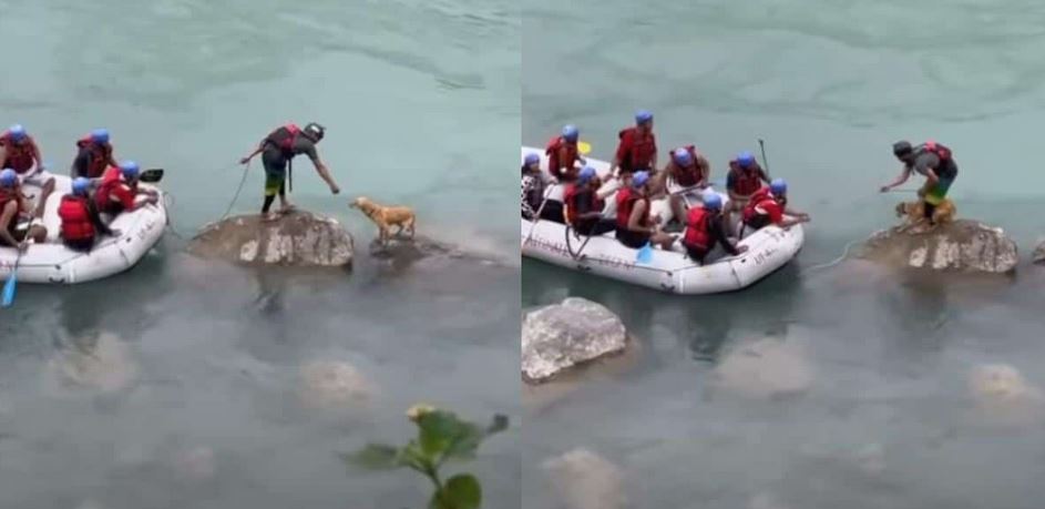 A Terrified Stray Marooned On A Tiny Rock In The Surging Ganga River Faces Impending Doom