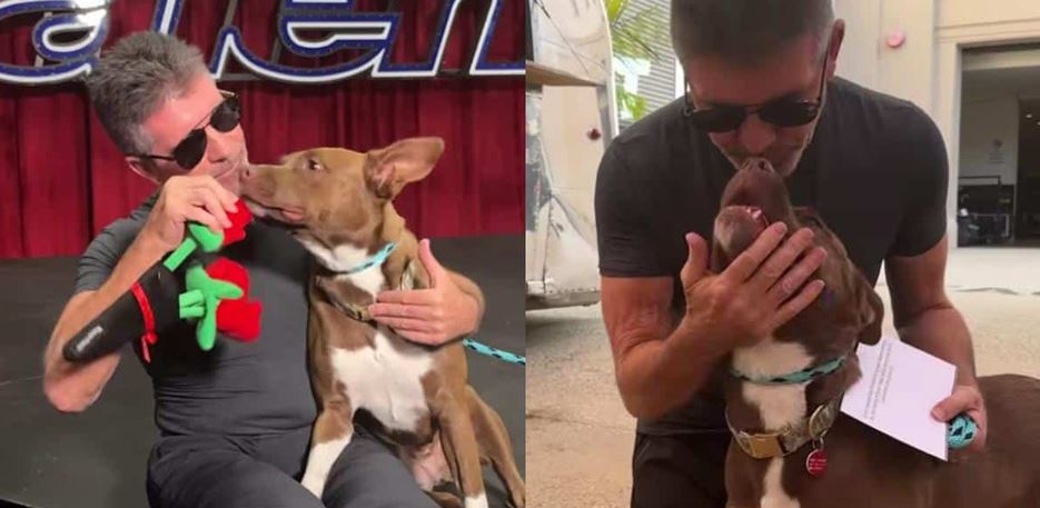Simon Cowell Breaks The Hollywood Gridlock To Host An Adoptable Pittie On The America’s Got Talent Set