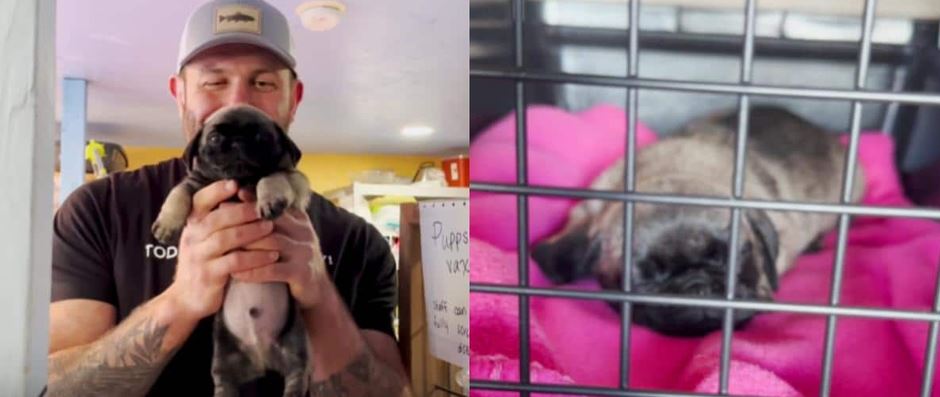 Lee Asher Endures A Massive Two-Month Countdown Before Formally Claiming His Miniature Sovereign Pug
