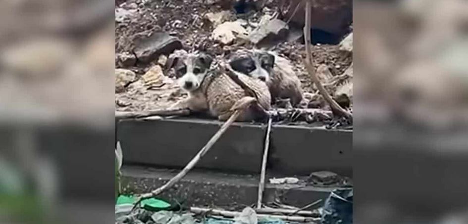 Three Innocent Puppies Discovered Scavenging For Toxic Waste Material Inside A Massive Public Landfill