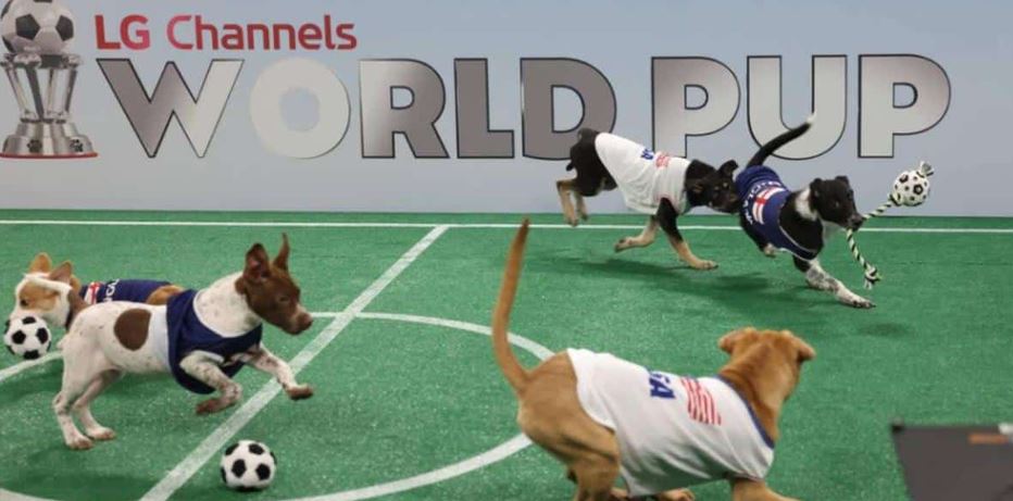The Producers Of The Puppy Bowl Launch An Epic Soccer Showdown Named World Pup On LG Channels