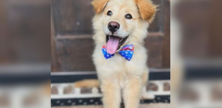 An Unclaimed Nine-Week-Old Stray Faces A Severe Life-Threatening Parvovirus Bottleneck