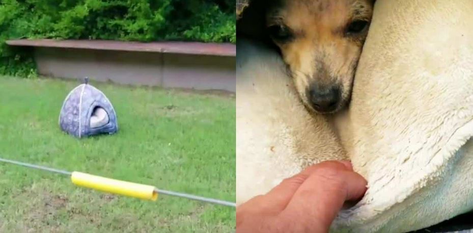 A Microscopic Three-Pound Stray Left To Suffer In The Cold Rain Beats An Agonizing Roadside Abandonment