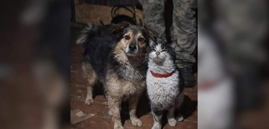 Ukrainian Soldiers Rig An 8-Mile Strategic Airlift To Drone-Rescue A Fallen Comrade’s Cat And A Stray Dog