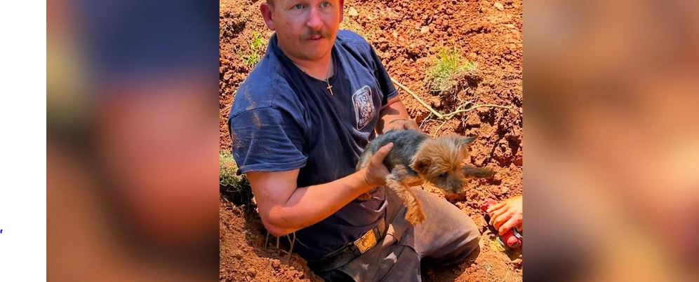 A Twelve Year Old Yorkie Disappears Underground Into A Deep Groundhog Hole