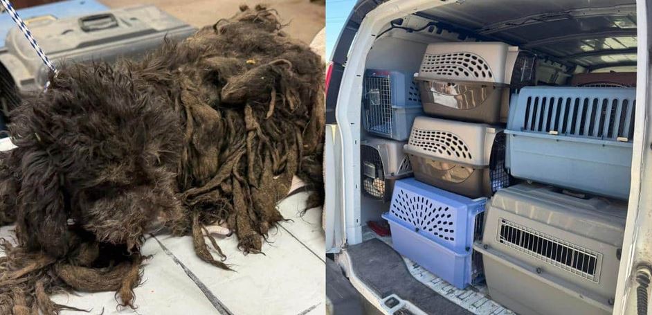 Law Enforcement and Shelter Heroes Unite to Save Forty One Dogs From a Heartbreaking Reality