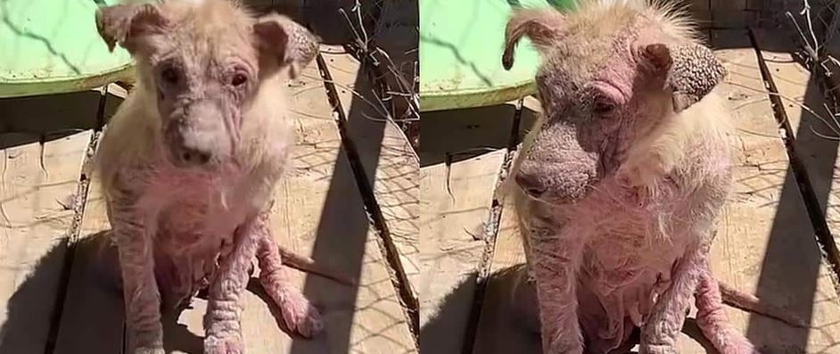Two Puppies Rescued From An Abandoned Trailer Show Miraculous Transformation
