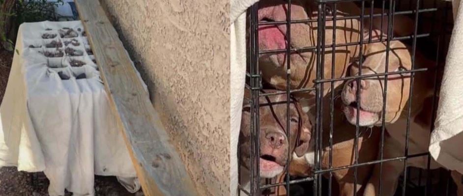 A Hidden Crate Behind a Dumpster Held a Heartbreaking Secret Until a Single Bark Changed Everything