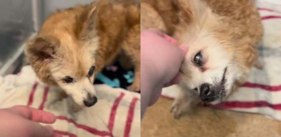 This Twenty Two Year Old Dog Was Dumped At A Shelter For A Heartbreaking Reason