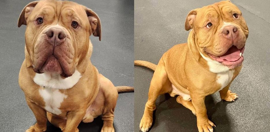 After 18 Months Of Waiting Paul The Meatball Finally Finds His Forever Family