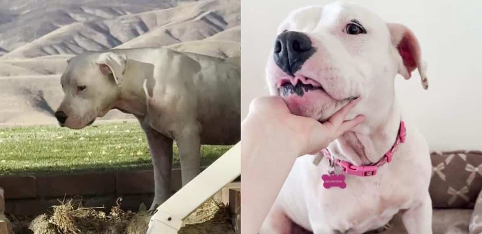 She Watched A Happy Family From The Shadows For Weeks Before Making Her Move