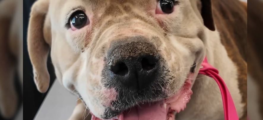 Beneath Years Of Grime Rescuers Discover A Sweet Dog Waiting To Be Seen