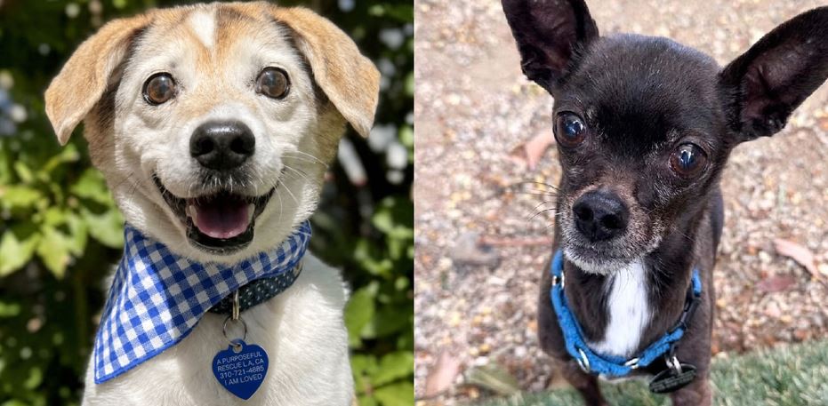 Chewy Celebrates Fifteen Years by Paying Adoption Fees for Forgotten Senior Pets Across America