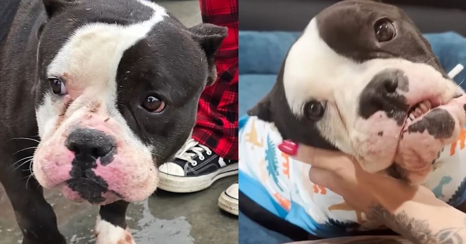 Dog Saved From Euthanasia Survives Devastating Electrocution Hours Later