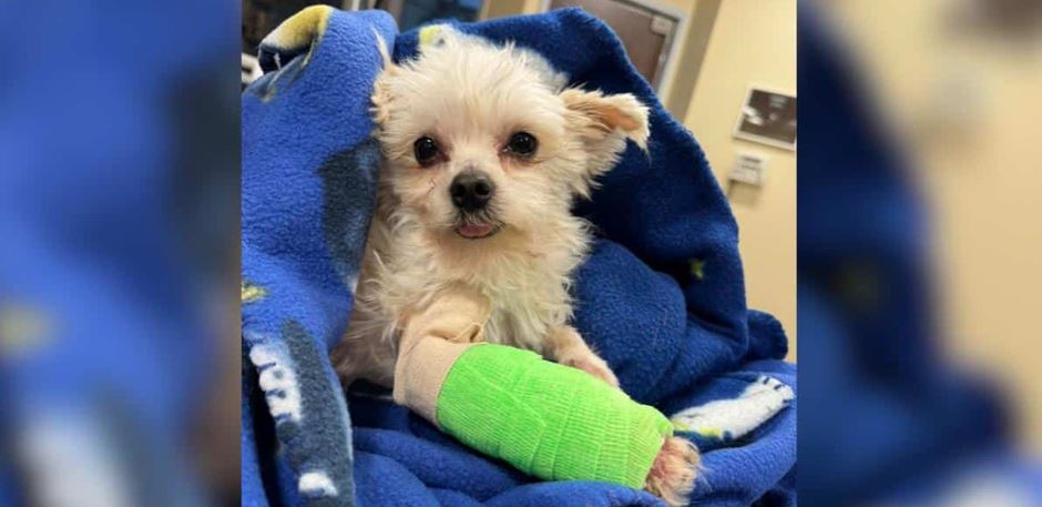 This Frightened White Dog Was Found Wandering Near a Home Depot But No One Imagined the Nightmare Hidden Under His Fur