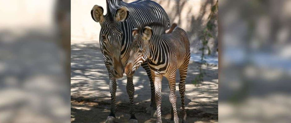 An Endangered Baby Zebra Makes A Highly Anticipated And Heartmelting Debut At The Los Angeles Zoo