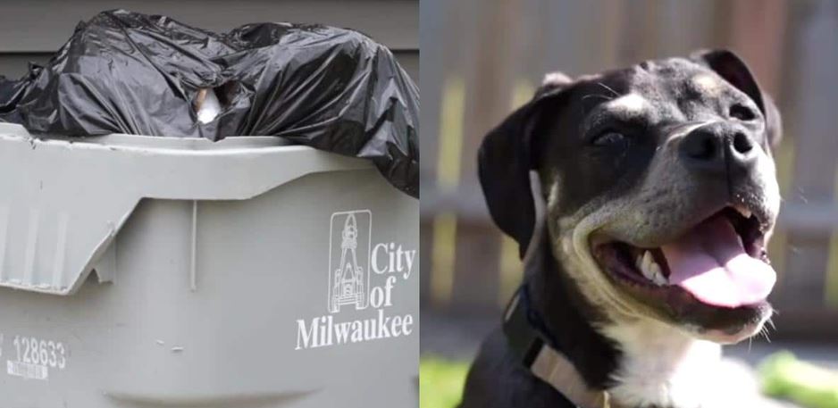 Miracle In Milwaukee As Sanitation Workers Discover A Puppy Trapped In A Trash Can
