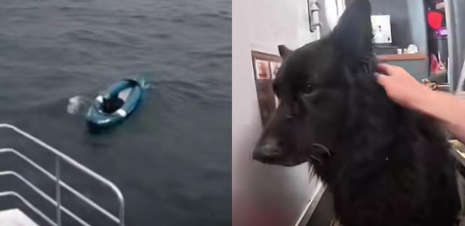 Terrified German Shepherd Blown Two Miles Out To Sea On Inflatable Kayak
