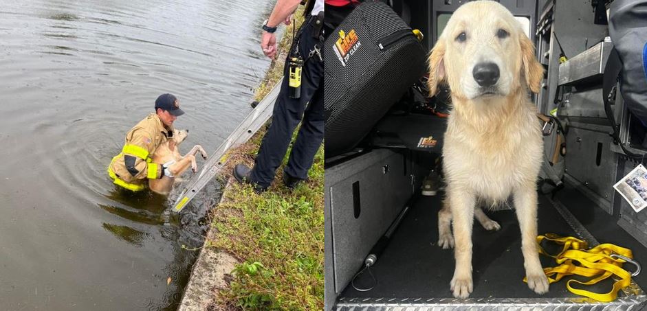 Hero First Responders Rescue Injured Dog From Canal And Host Him Overnight At Station