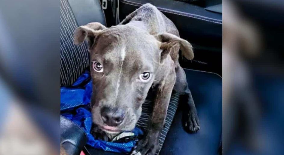 Man Finds Tiny Pit Bull Puppy Deep in the Florida Backwoods and Gains Adventure Buddy for Life