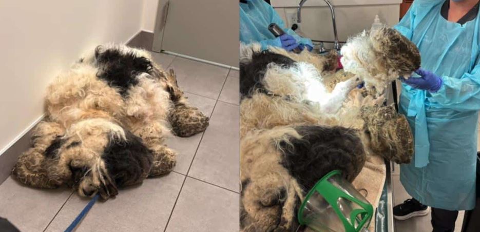 This Neglected Cocker Spaniel Was Kept In A Closet Until A Single Kiss Saved Him