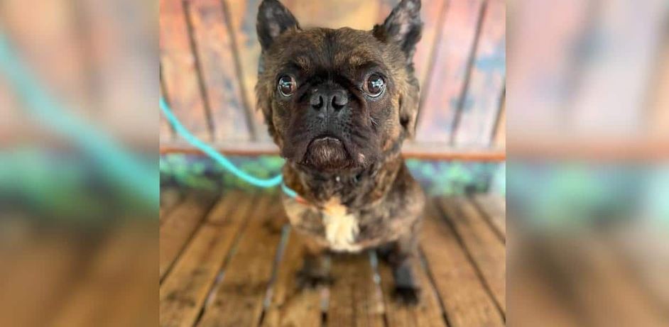 Neglected Frenchie With Adorable Sideburns Refused To Give Up On Life