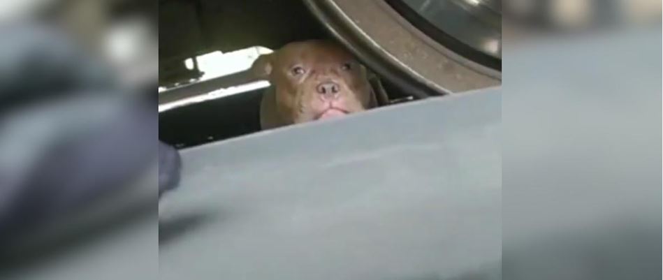 Frightened Pit Bull Trapped Under A Massive Bronx Train Saved By An Officers Leftover Lunch