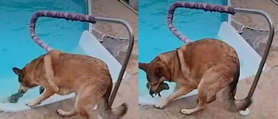 Heroic Dog Carley Mae Rescues Struggling Bunny From Backyard Swimming Pool
