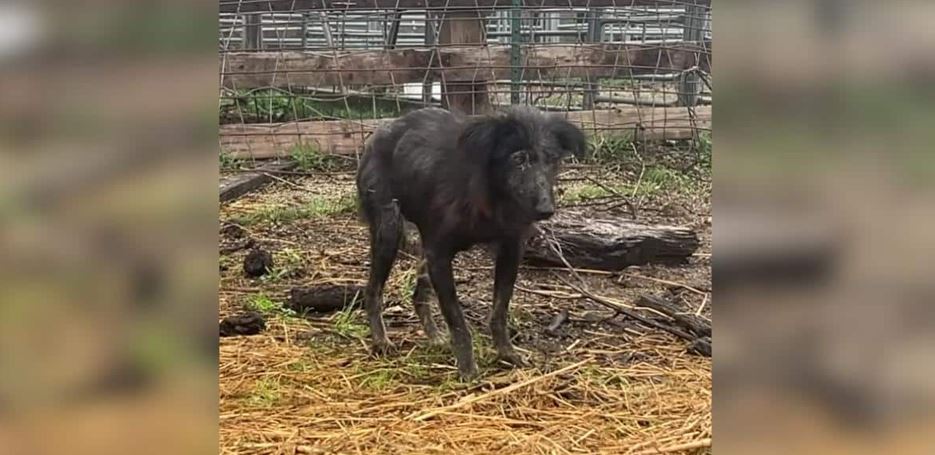 This Rain-Soaked Stray Dog Refused to Leave a Barn and Rescuers Broke Down When They Looked Inside the Hay