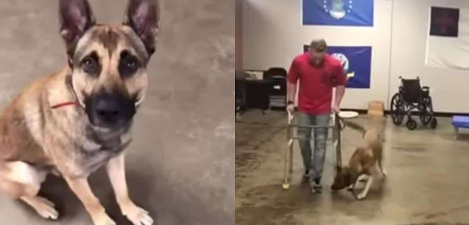 Hilarious Belgian Malinois Flunks Every Single Service Dog Test In Spectacular Fashion